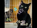 @plusde24 動物保護団体ヨンナナ ヨンナナ 徳島県 徳島市 応神町 譲渡会 里親募集 里親募集中