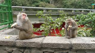 two Monkeys eating banana