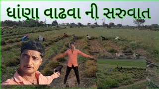 ધાણા વાઢવા ની શરૂઆત કરી દીધી અને વિલેજ લાઈફ