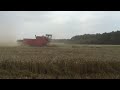 koszenie pszenicy ozimej agil 9t ha bizon z056 mowing winter wheat agil 9t ha