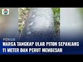 Heboh! Warga Asahan Tangkap Ular Piton 11 Meter dengan Perut Membesar | Fokus