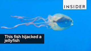 This fish hijacked a jellyfish