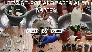 LET'S RE-POTTING ALOCASIA ALBO/STEP BY STEP #plantcare #gardeningtips