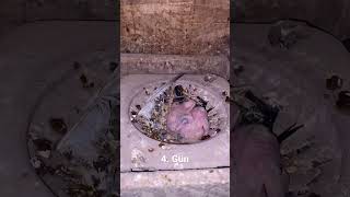 Oyun kuşu Yavru güvercin gelişimi 1-10 Gün part 1 #pigeons