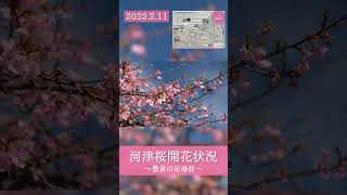 [2023.2.11] #河津桜 の開花状況🌸豊泉の足湯処前が良い感じで咲いてます♩ #shorts #伊豆　#開花状況