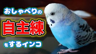 【とっても真面目】おしゃべりの自主練習をするセキセイインコ・そらちゃん。