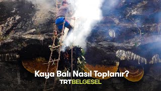 🍯 Kaya Balı Nasıl Toplanır? | Ailenin Yeni Üyesi | TRT Belgesel