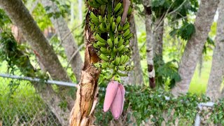 22 Banana varieties to grow in your garden