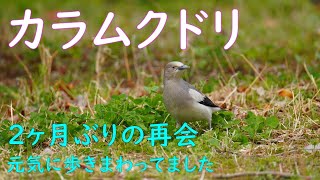 「4K 野鳥」2022.03  カラムクドリ  (White-shouldered starling)