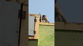 இந்த போஸ்ல ஒரு போட்டோ எடுத்து கொடுக்கலாம் #funny #comedy #monkey #animals