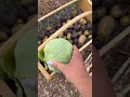 garden harvest 💚 gardenharvest harvesting garlicharvest potatoharvest vegetablegardening