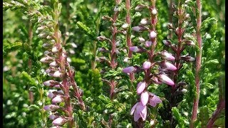 Best Shrubs - Calluna vulgaris 'Rosea' (Scotch Heather)