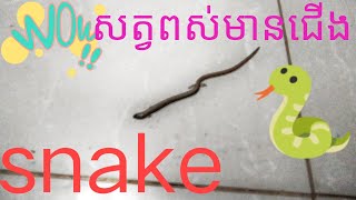 ពស់ចម្លែកមានជើង#Strange snake with legs