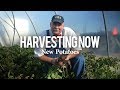 Harvesting Now | New Potatoes