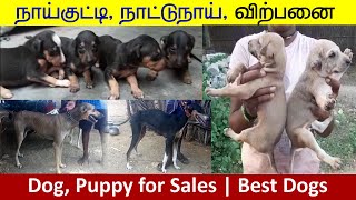 நாய் குட்டி விற்பனை | Dogs for Sale | சிப்பிப்பாறை | நாட்டுநாய் வளர்ப்பு | கன்னி நாய் பண்ணை | Vlogs