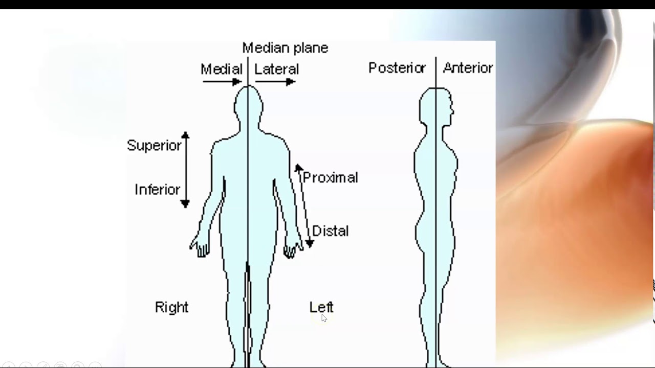 Anatomical Terms With Descriptions