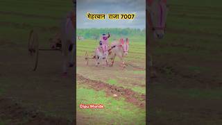 मेहरबान आणि राजा #viralvideo #video #बैलगाडा #मेहरबान #राजा #7007 #viralvideo #video #बैलगाडा