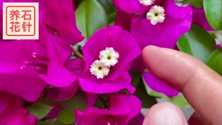 花开不断的三角梅 - 分享几个养护小经验 - bougainvillea