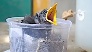 Feeding Baby Starling - Day 6