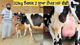 32kg ਮਿਲਕ 2 ਸੂਆ ਟੌਪਰ HF#ਵੱਛੀ for sale !! one HF cow milk capicity 32kg for sale !!