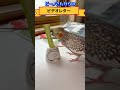 オカメ女子ピーノさんらしい、お留守番メッセージ二通目 a video letter from my cockatiel second