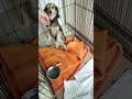 たちんぼする犬 動物 可愛い犬 犬 あるある ミニチュアダックスフンド youtubeshorts shorts