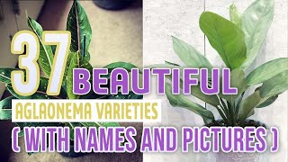 37 Beautiful Aglaonema Varieties