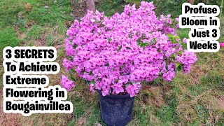 3 Secrets To Achieve Extreme Flowering In Bougainvillea | Force Bloom Bougainvillea In Just 3 Weeks