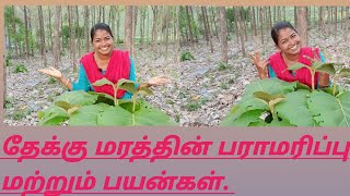 தேக்கு மரத்தின் பராமரிப்பு மற்றும் பயன்கள்|Teak tree 🌲|teak wood