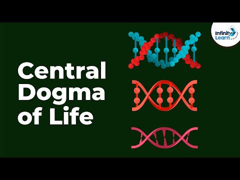 What is the central dogma of gene expression?