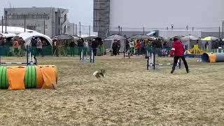 神奈川北スーパードッグトレーナーズクラブアジリティ競技会