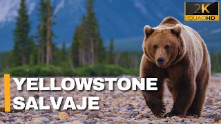 WILD YELLOWSTONE | A Journey into America's Animal Kingdom - Documentary