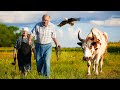 Happy old age of an elderly couple in a village cast far from civilization