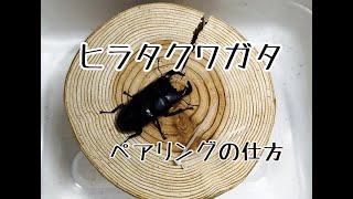 ダイオウヒラタ ペアリング