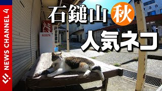 【石鎚山・秋】キュートな看板猫がお出迎え＜NEWS CH.4＞