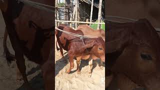 শাহীওয়াল জাতের ষাঁড়ের দাম #srtv_bangladesh #শাহীওয়াল_ষাঁড়_বাছুর