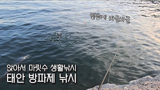 서해 바다 태안 방파제에서 앉아서 낚시로 마릿수 잡고 철수 합니다 / 신진도 마도 방파제 낚시