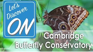 CAMBRIDGE BUTTERFLY CONSERVATORY - Let's Discover ON