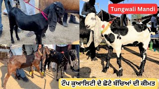 ਪੂਰੀ ਚੰਗੀ ਕੁਆਲਿਟੀ ਦੇ ਬੱਚੇ ਅਤੇ ਪੱਠਾਂ (Tungwali Mandi) #goat #bakramandi #goatmarketindia