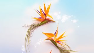 天堂鳥花（鶴望蘭）花藝應用－Floral Design with Strelitzia reginae  skill