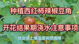 種植番茄辣椒豆角，在開花結果期澆水要格外慎重，對長勢和產量很重要