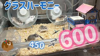 メスロボ6匹を大ケージにお引越しさせました！🏠