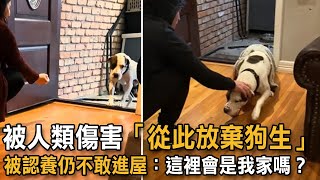 被人類傷害「從此放棄狗生」 被認養仍不敢進屋：這裡會是我家嗎？|狗狗故事|認養