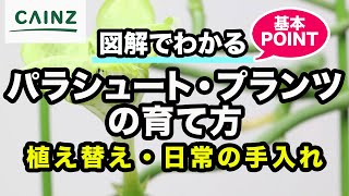 変わった花を咲かせるパラシュート・プランツ(別名:アンブレラフラワー)の育て方 カインズ観葉植物図鑑