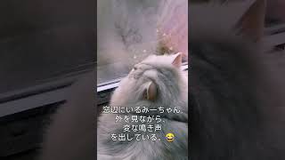 【ペルシャ猫Persian♡みーちゃん♡】変な鳴き声(cat chatter)😂