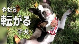 ボステリの子犬が転がりまくる、可愛いだけの動画です☆ボストンテリアきいろさん