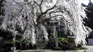 はぎわら桜めぐり 森山神社のしだれ桜