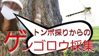 トンボ採りからの！ゲンゴロウ採集！