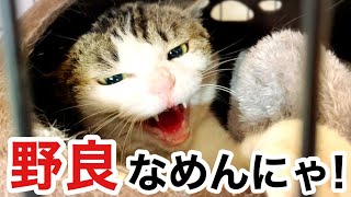 シャーシャー威嚇の元野良猫【まさかのチュール拒否】