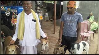 ನಾಯಿಗಳನ್ನು (Dog)ಸಾಕಿ ವಾರ್ಷಿಕ 5 ಲಕ್ಷ ಆದಾಯ ಪಡೆಯುವ  mugalkodಗ್ರಾಮದ ರೈತ yallappa sunagar 9535826973